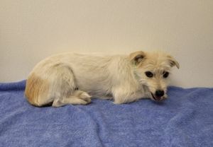Nova, Adult Female Terrier