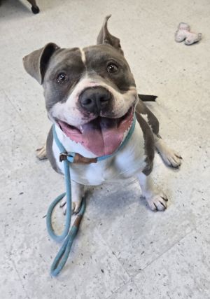 Chapo, Adult Male American Bully