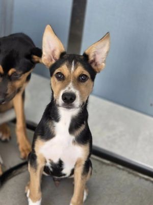 Liam, Baby Male Border Collie