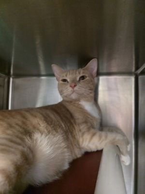 RAMEN, Adult Male Domestic Short Hair