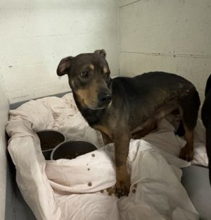 Olaf, Young Male Mixed Breed