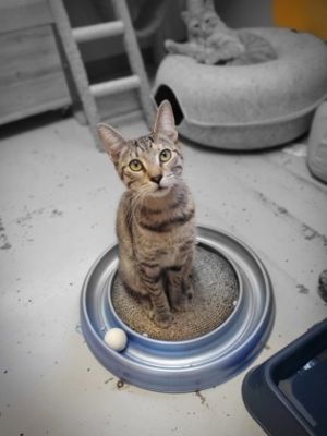 Itty Bitty Kitty Domestic Short Hair Cat
