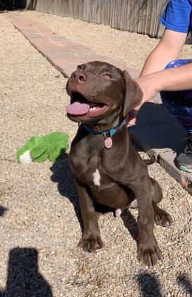 Chief (Santana) Labrador Retriever Dog