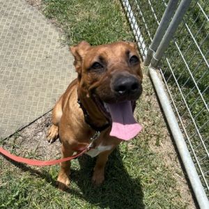 Charlie, Young Male Mixed Breed