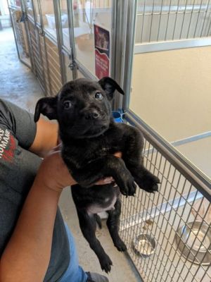 Alabaster, Young Female Mixed Breed