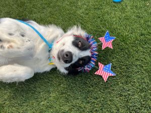 Manny Kablamee, Adult Female Australian Shepherd