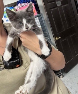 Boots, Baby Female Domestic Short Hair