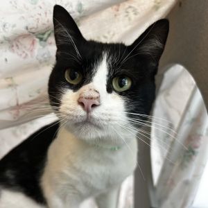 Zozo, Adult Male Domestic Short Hair