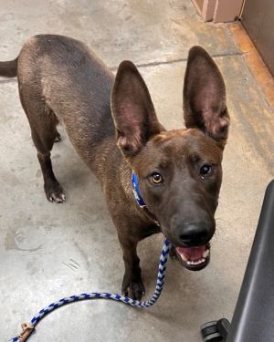 Baker, Young Male Belgian Shepherd / Malinois