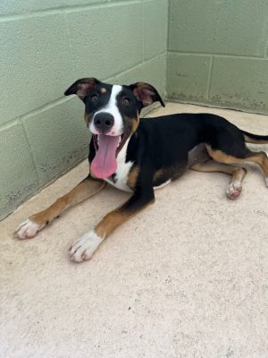 Trident, Young Female Rat Terrier
