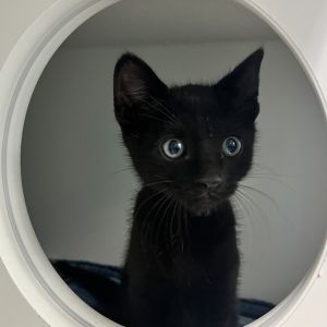 Cornelius, Baby Male Domestic Short Hair