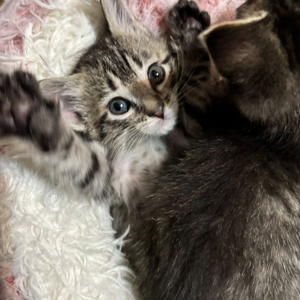 Kiwi