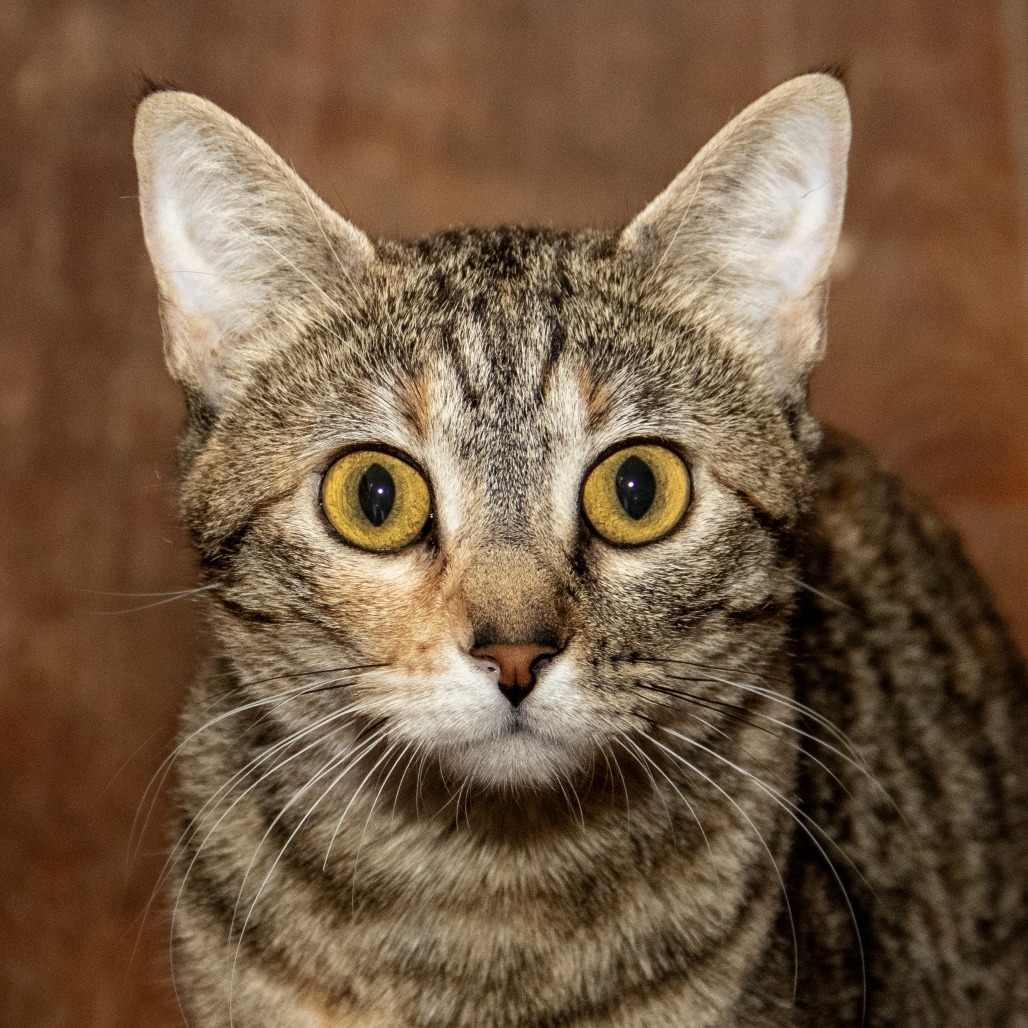 Clementine, an adoptable Domestic Short Hair in Wichita, KS, 67208 | Photo Image 1
