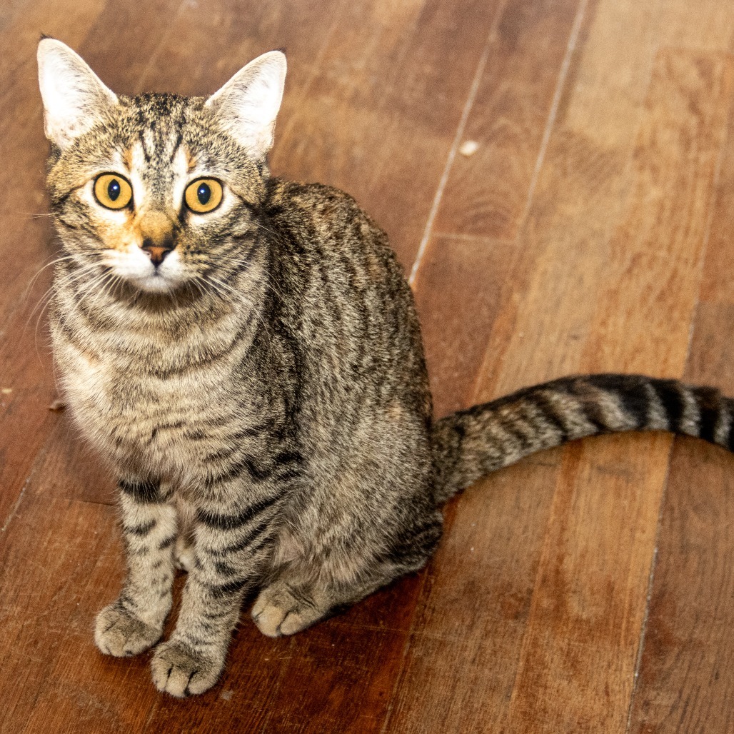 Clementine, an adoptable Domestic Short Hair in Wichita, KS, 67208 | Photo Image 2