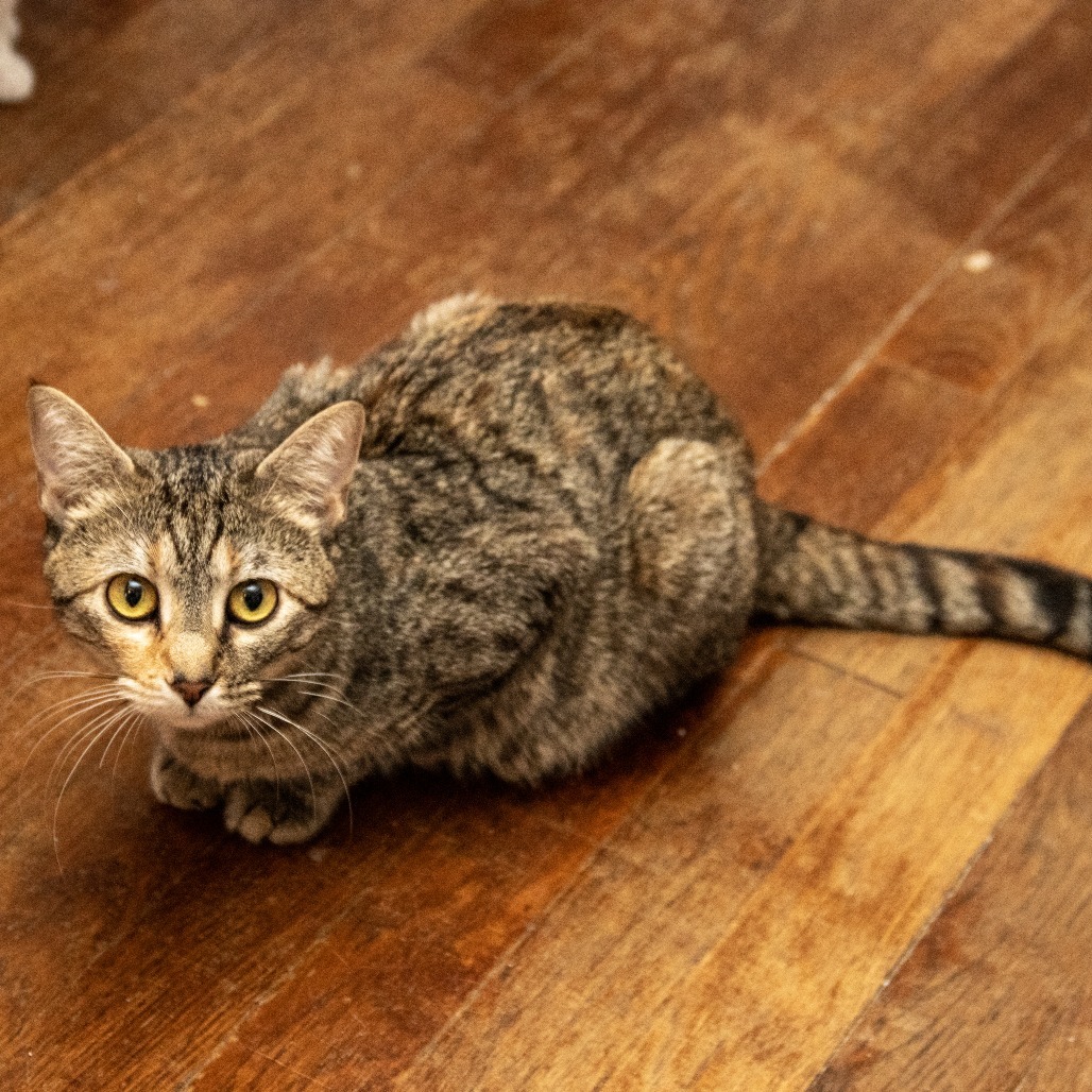 Clementine, an adoptable Domestic Short Hair in Wichita, KS, 67208 | Photo Image 3
