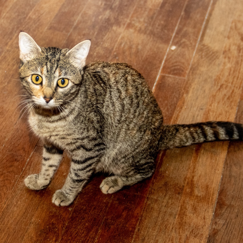 Clementine, an adoptable Domestic Short Hair in Wichita, KS, 67208 | Photo Image 4