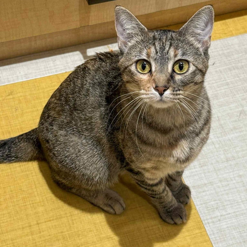 Clementine, an adoptable Domestic Short Hair in Wichita, KS, 67208 | Photo Image 5