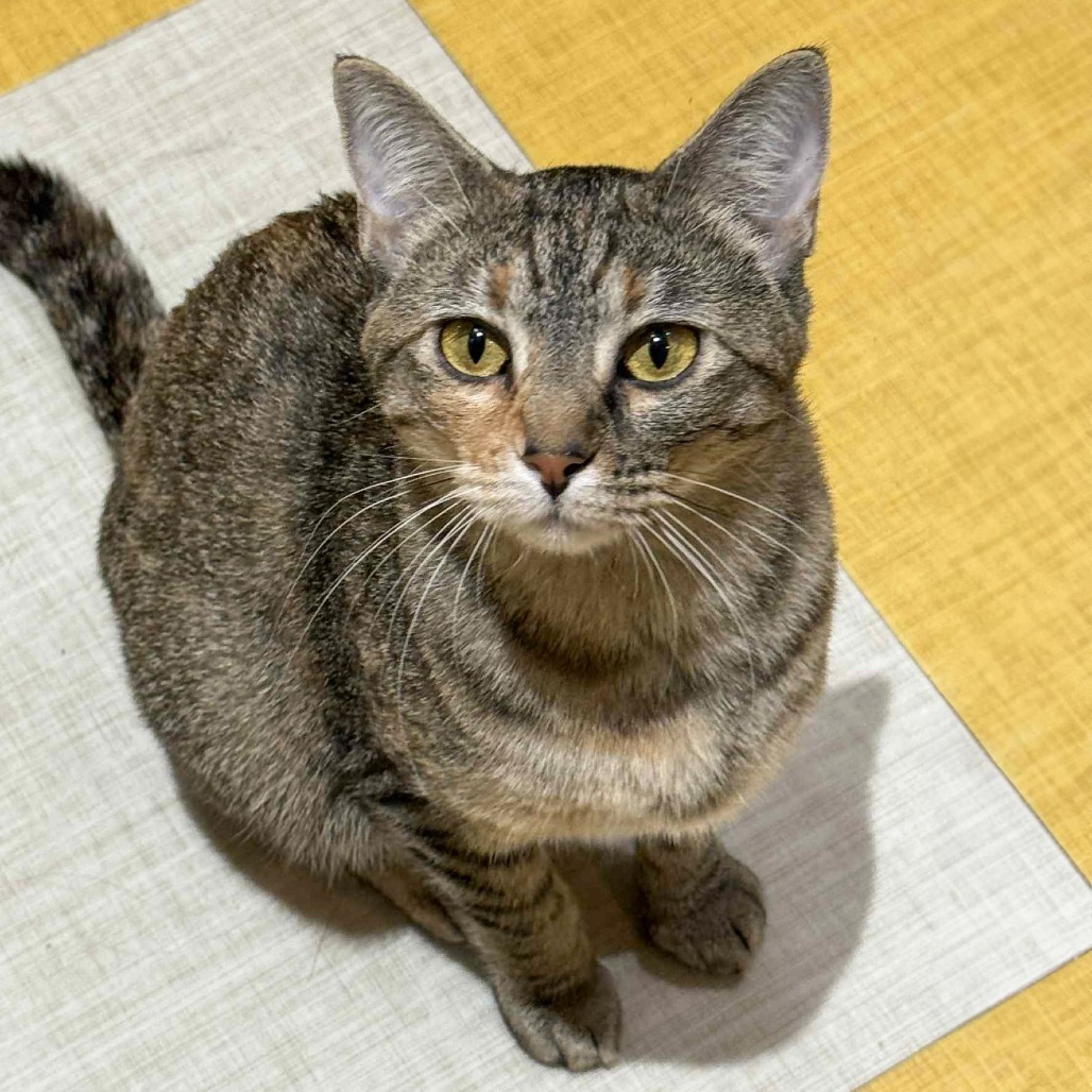 Clementine, an adoptable Domestic Short Hair in Wichita, KS, 67208 | Photo Image 6