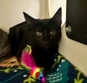 Primary Color Black Weight 37lbs Age 0yrs 0mths 11wks Animal has been Neutered