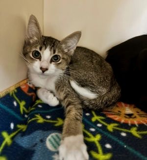 Primary Color Brown Tabbywhite Weight 24lbs Age 0yrs 0mths 11wks Animal has been Spayed