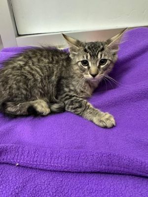 Serrano, Baby Male Maine Coon