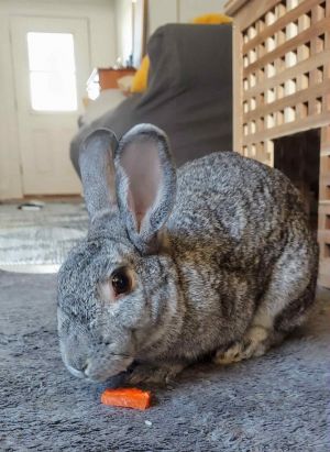 Pepper, Adult Female Chinchilla