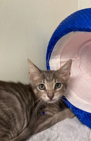 Lucifurr, Baby Male Domestic Short Hair
