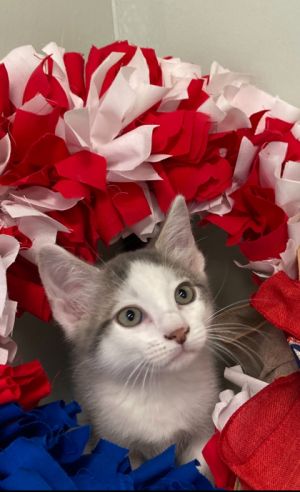 Gadget, Baby Male Domestic Short Hair