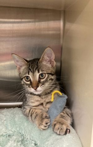 Dingle Hopper, Baby Male Domestic Short Hair