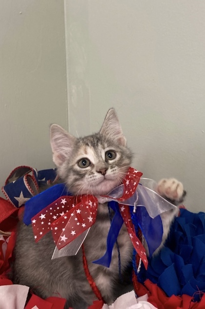 Gizmo