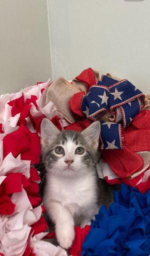 Whatsit, Baby Male Domestic Short Hair