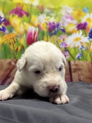 Spicy Queso, Baby Male Great Pyrenees