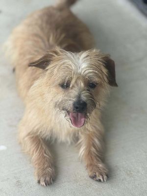 Bruno, Young Male Terrier