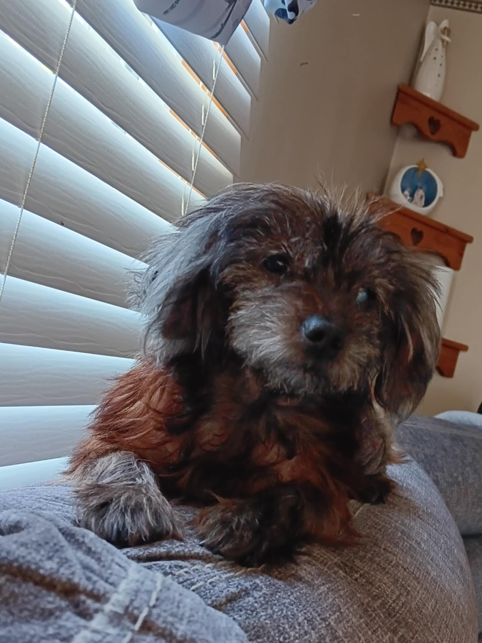 Poppy