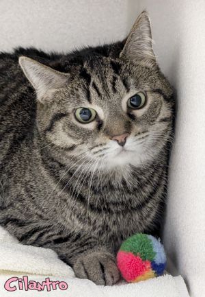 Cilantro, Senior Female Domestic Short Hair