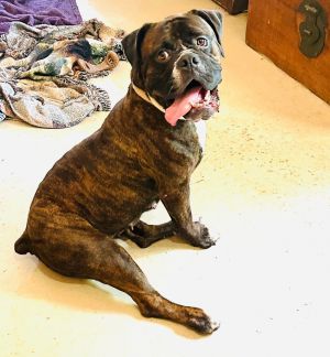 Sheeba, Adult Female unknown