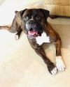 Sheeba photo 2