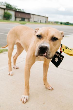 Blues, Adult Female Mixed Breed