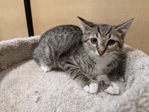 Bob Kitty