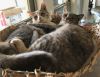 Patches photo 1