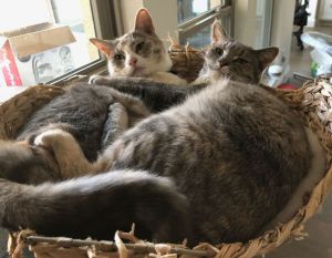 Patches, Baby Female Domestic Short Hair