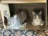 Patches photo 2