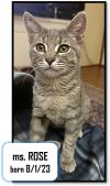 Patches photo 3