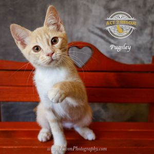 Pugsley, Young Female unknown