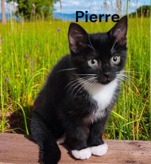 Pierre, Baby Male Domestic Short Hair