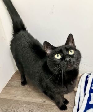 Alfredo, Adult Male unknown