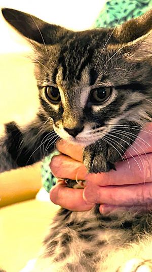 Harry, Baby Male Domestic Medium Hair
