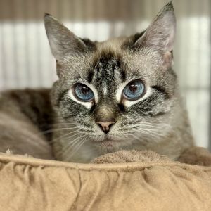 Bella, Adult Female unknown