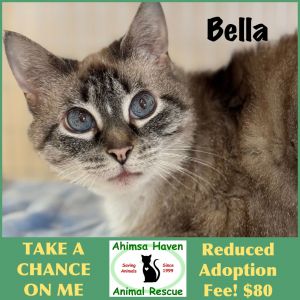 Bella, Adult Female unknown