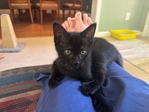 Night, Baby Female Domestic Short Hair